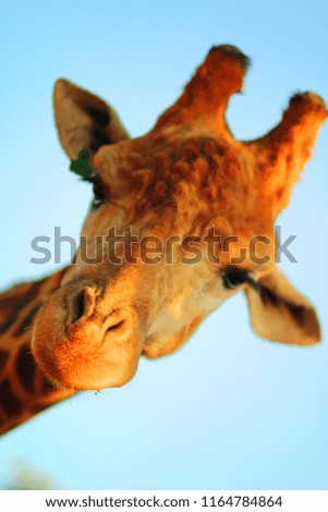 Giraffe wildlife animal