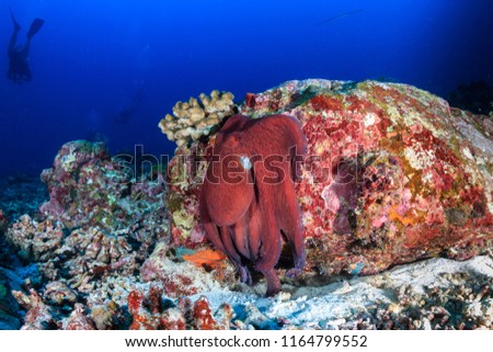 Large beautiful Octopus out in the open on a dark tropical coral reef