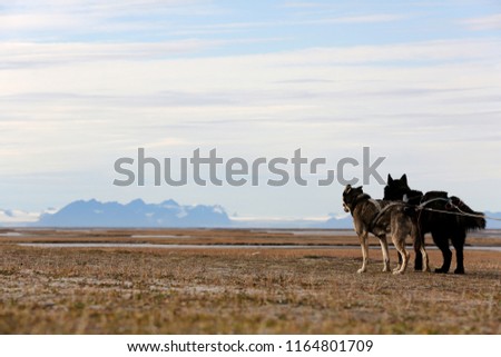 Svalbard Sled Dogs and Icy Mountains