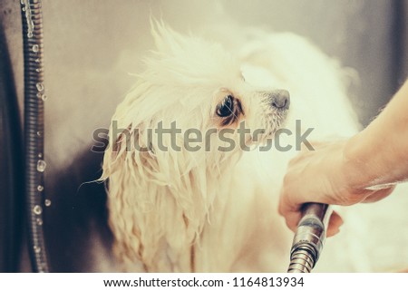 Pomeranian dog in the bathroom in the beauty salon for dogs. Toned image. The concept of popularizing grooming haircuts and caring for dogs. Spitz dog in the washing process horizontal