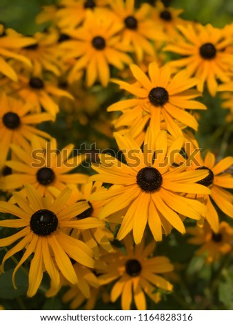 Sun Flower Dazed