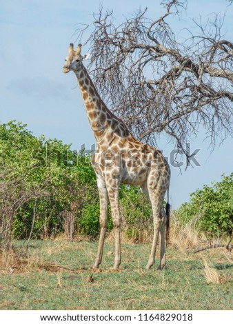Safari theme, African Giraffe in natural habitat, tropical landscape on background, savanna, Botswana