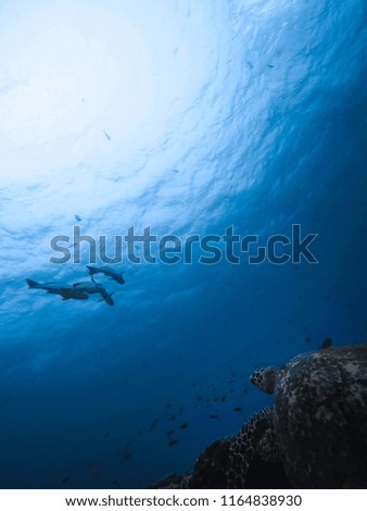 Ocean Turtle underwater Royalty-Free Stock Photo #1164838930