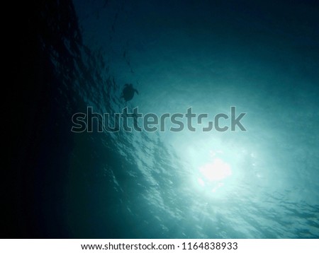 Ocean Turtle underwater Royalty-Free Stock Photo #1164838933