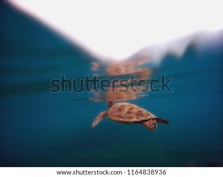 Ocean Turtle underwater Royalty-Free Stock Photo #1164838936