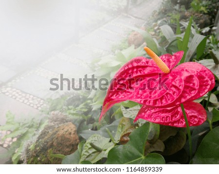 Red , yellow anthurium with a green and white background.The environment within the flower garden.The walkway is made of stone and mortar.