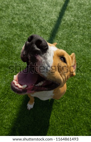 American Staffordshire terrier plays on the field