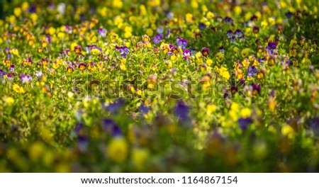 Pansy flower bed with soft focus