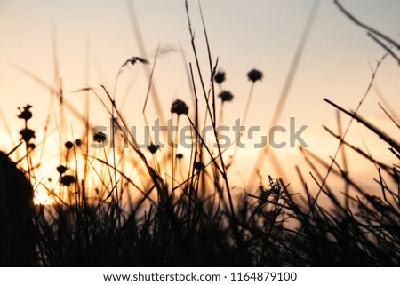 Silhouettes of grass in front of orange color sunset sky, selective focus, painterly sunset
