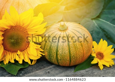 Fresh pumpkins decorated  sun flower on wooden table, close up
