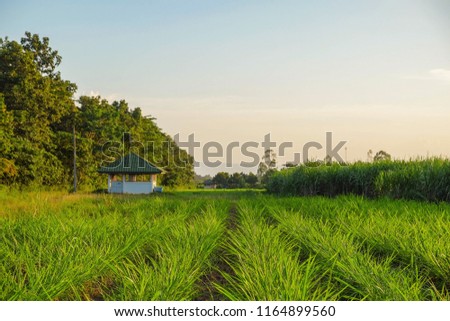 Integrated Farming System picture of hay field for feeding cattle in farm and sugar cane field at background in the evening sunset.  
