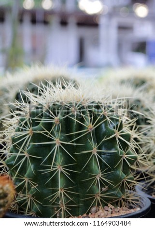 Mini Cactus plant at cactus farm