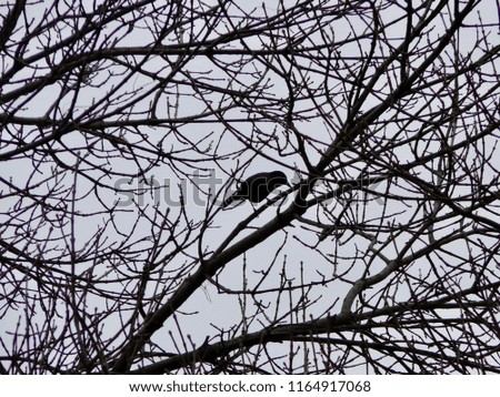 Bird in Tree Silhouette