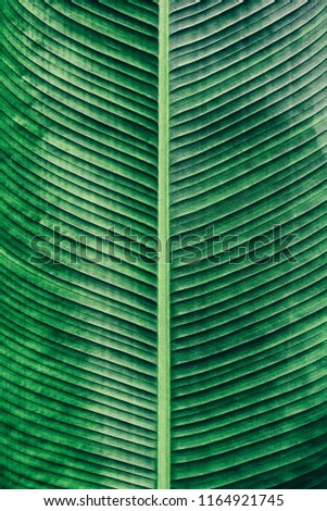 tropical palm leaf, detail of dark green foliage texture, abstract natural line pattern, nature background