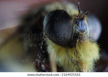 Microscopic Macro Close Up Picture Of A Honey Bee                            