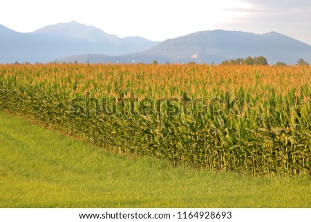 A wall of ripening corn distinguished by golden silk that indicates the crop is days away from harvest. 