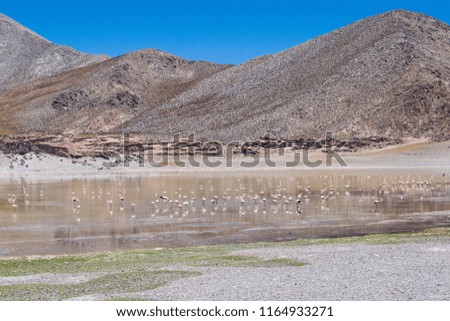 Lake with flamingos in Catamarce desert, Argentina.