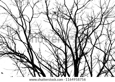 silhouette of black tree isolated on white background