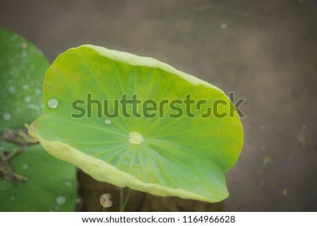 Lotus leaves with drops of water. Oriental garden.