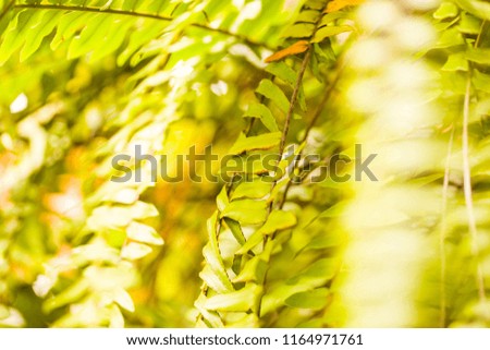 Closeup view of natural green leaf in the garden under the sunlight during summer season which can be used as a background or a wallpaper.