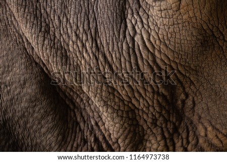 Closeup Rhinoceros Animal Skin wrinkle texture 