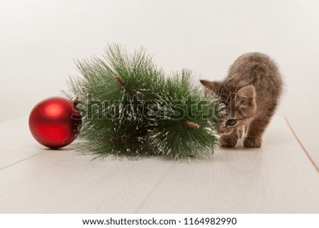Picture of beautiful kitten playing with red ball near green fir twig