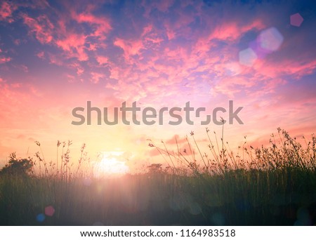 A new day concept: Meadow landscape sunrise background