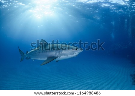 Tiger Shark Swimming underewater in Atlantic Ocean Bahamas Royalty-Free Stock Photo #1164988486