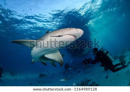 Lemon Shark Swimming underwater in Atlantic Ocean Bahamas Royalty-Free Stock Photo #1164989128