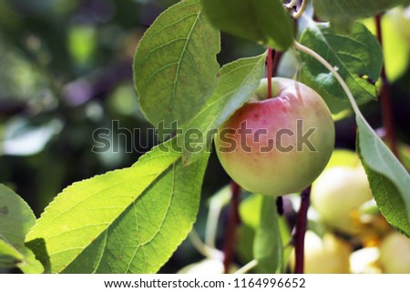 Picture of an apples on a branch of an apple tree. tree in the summer