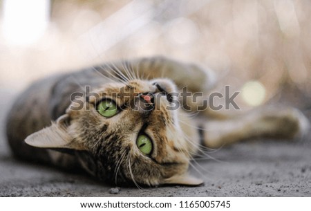 cat looking on blurred background