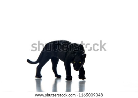 Black Leopard in front of a white background