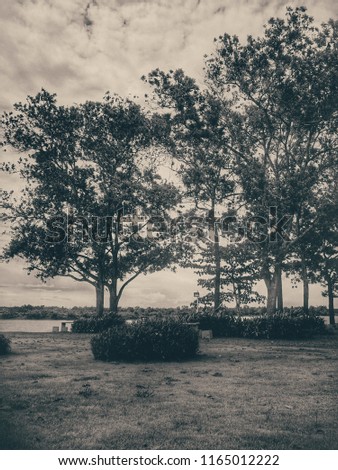 Nature trees, grass, waterfront. The black and white picture looks very beautiful