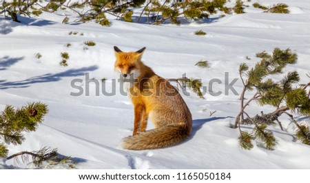 Wild red fox in alpine environment, on a bright day, in winter