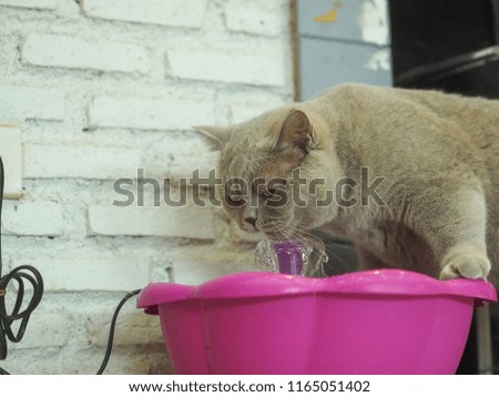 Grey british shorthair cat drinking water