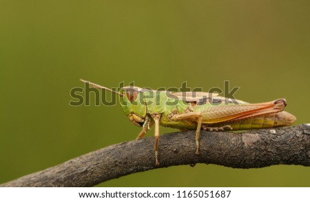 A pretty Meadow Grasshopper (Chorthippus parallelus) perching on a twig. Royalty-Free Stock Photo #1165051687
