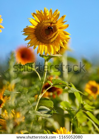 Honey in the heart of sunflowers