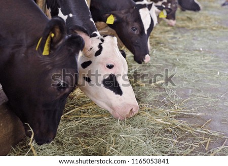 Cattle eating grass at barn