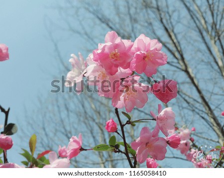 pink flower and blue sky