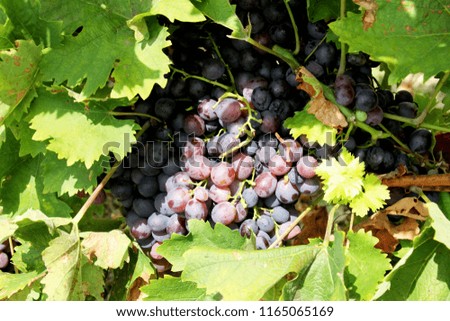 Red wine grapes in Hungarian vineyard