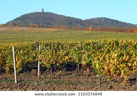 Vineyard in autumn landscape Vrsac Serbia
