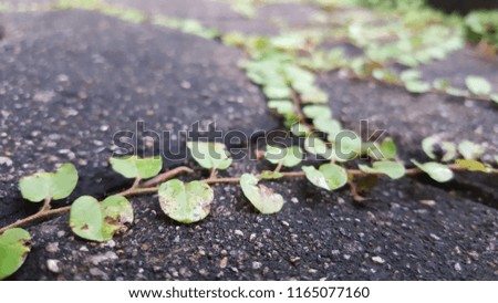 floor and green ivy