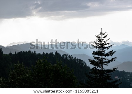 Evening view of blue, gray, green mountains that are in layers and there are one spruce (fir tree). The sky is cloudy, the summer evening is calm. Photo is suitable for living room and magazine.