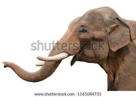 Head of an elephant, isolated