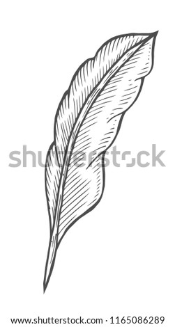 illustration of a feather quill pen in a vintage woodblock style