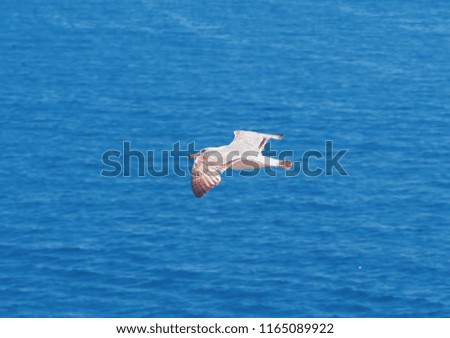 Seagul flying over the sea near the mountains