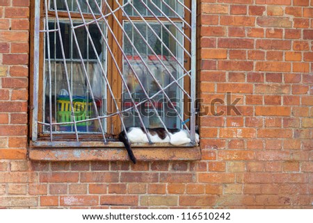 Black - and- white cat lying sleeping on the old windowsill