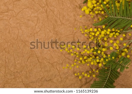 Closeup top view of bright yellow mimosa flowers and green branches isolated on brown craft paper with copyspace. Floral holiday background. Flatlay horizontal color photography.