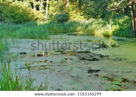 Clean Usman River with river vegetation, duckweed and algae in the Voronezh Biosphere Reserve, Voronezh Region, Russia