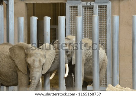 adult elephant in a zoo